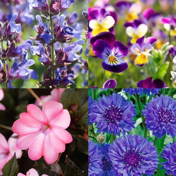 Essbare Blumen – Kuss für Dich – Bild 2